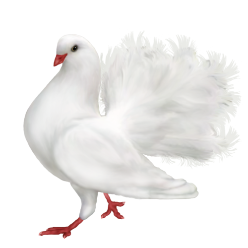 white dove vector clipart png